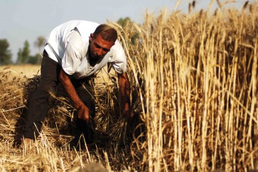 الزراعة في سوريا