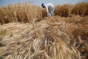حصاد القمح في محافظة القليوبية
