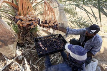 قطاع زراعة النخيل الفلسطيني يواجه خطرا كبيرا بسبب شح المياه