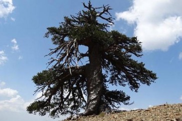 أقدم شجرة في أوروبا عمرها 1075 عامًا