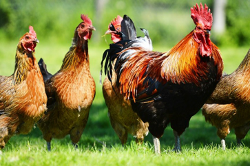 رائحة الدجاج قد تنقذ ملايين الأرواح