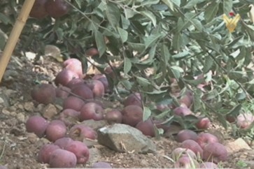 الافُ الاطنانِ من التفاحِ اللبناني تَذهَبُ سُدى دون ان تَجدَ تَصريفاً لها في الاسواق