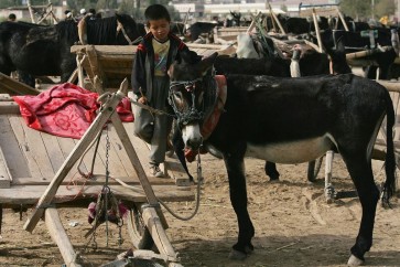 الحمير مطلوبة في الصين للحصول على الجيلاتين