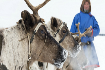 نفوق 80 ألف حيوان جوعا في القطب الشمالي