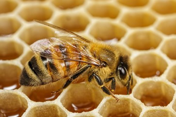 نحل العسل قوة غير عادية تصبح حياة البشر صعبة ومستحيلة بدونه