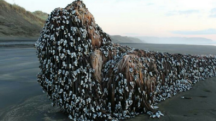 كائنات غريبة تغطي شاطئ نيوزيلندا وتحير كثيرين Manar-032988100148169758610