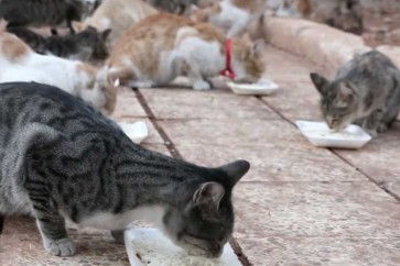 تونسية تترك عائلتها لتربية 120 قطة