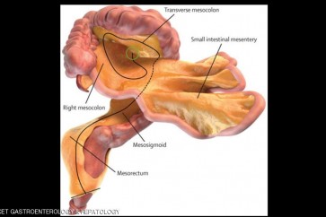 الاغشية المبطنة للأمعاء ثبت ثبت انها عضو مستقل ومتصل