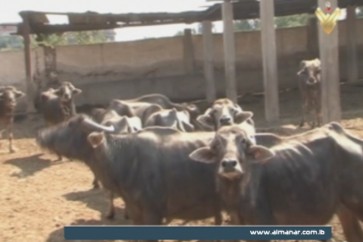 الثروة الحيوانية في مصر
