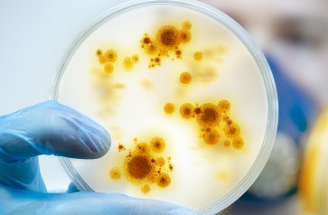 الأنواع الـ12 من البكتيريا قد طوَّرت قدراتٍ لإيجاد طرق جديدة لمقاومة العلاج