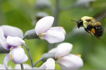 أول أنواع النحل المهدد بالانقراض