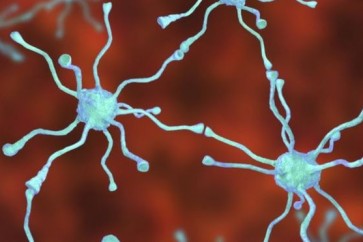 يبحث العلماء أيضا عن سبل لاستبدال الخلايا العصبية المنتجة للدوبامين عن طريق حقن خلايا جديدة في المخ