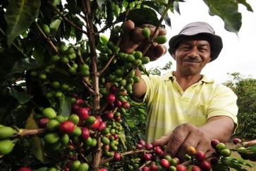 جمع محاصيل البن في كولومبيا