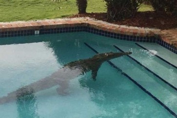 ﻿تمساح ينقض على شاب في حوض سباحة في المكسيك