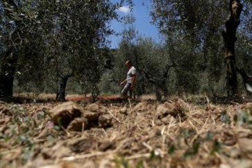 الجفاف يدمر محاصيل في جنوب أوروبا في واحدة من أسوأ موجاته منذ عقود