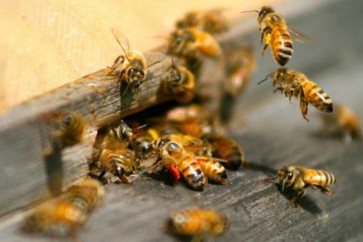 المبيدات الكيميائية تؤذي النحل