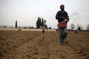 احتياط سوريا من القمح يكفي لستة أشهر