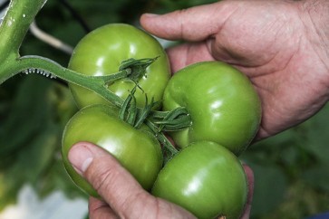روسيا مستعدة للنظر في استيراد الطماطم من الشركات التركية الكبيرة فقط