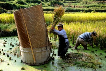 صورة لعمال من الصين يعملون في زراعة الأرز.