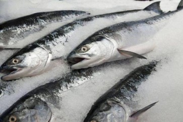 هل يؤثر تجميد السمك على فوائده الغذائية؟