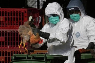 إصابات جديدة بإنفلونزا الطيور في السعودية