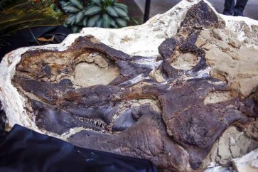 اكتشاف حفرية ديناصور بحجم حافلة في صحراء مصر الغربية