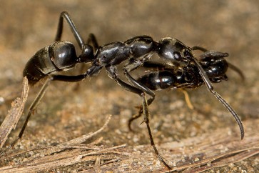 تعرف على الفطر الذي يحول النمل إلى "زومبي"