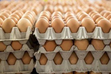 اولمبياد 2018: النرويج تحصل على 15 الف بيضة بدلاً من 1500 بسبب “خطأ في الترجمة”
