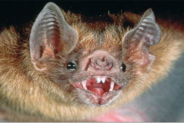 صفة وراثية بإحدى فصائل الخفاش تكشف أسرار طول العمر