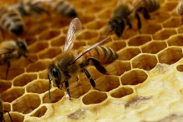 المفوضية الأوروبية تدرس مقترحات لحظر مبيدات تقتل النحل.