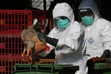 هيئة الرقابة البيطرية: فيروس إنفلونزا الطيور في روسيا لا يشكل خطراً على الحياة البشرية