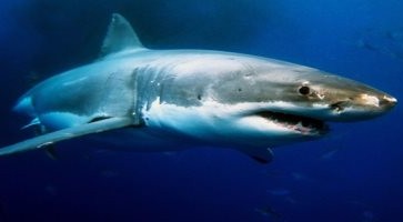 علماء أمريكيون يطالبون بإنقاذ أسماك القرش الأسود المهددة بالانقراض