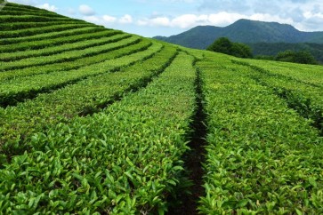 دراسة... الشاي الأخضر يمكنه معالجة السرطان