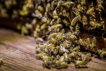 السجن والغرامة عقوبة لمزارع نمساوي... والسبب النحل