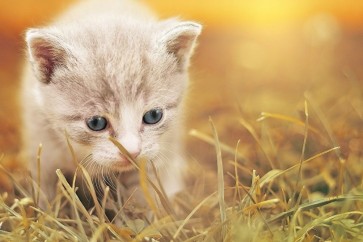 ولادة أول قطة مستنسخة في الصين