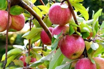 ايران الرابعة عالميا في انتاج التفاح