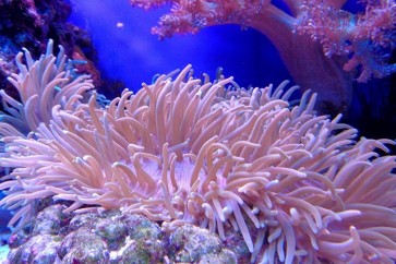 التجارب أثبتت أن الشعاب المرجانية تتمتع بحاسة السمع
