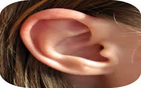 Ear