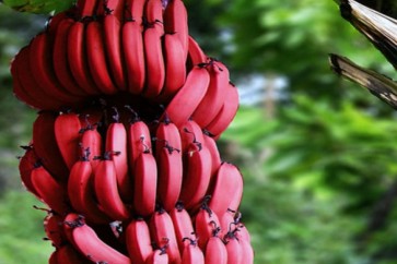 Red Banana