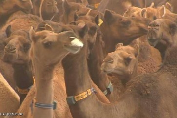 Camel Milk