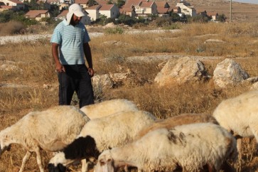 رعاة الماشية الفلسطينيين