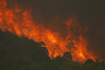 Forest Fires Florida