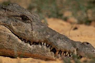 Crocodile Crying