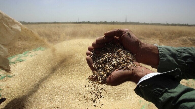القمح في سوريا