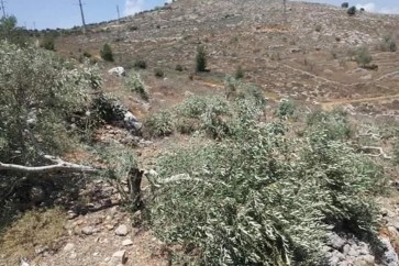 الاحتلال يقتلع مئات أشجار الزيتون في بلدة قراوة بسلفيت