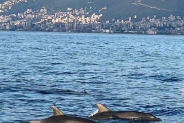 الدلافين في لبنان