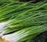 Green Onion