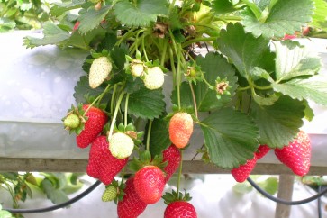 Strawberries