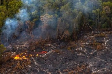 Forest Fires Canari Islands